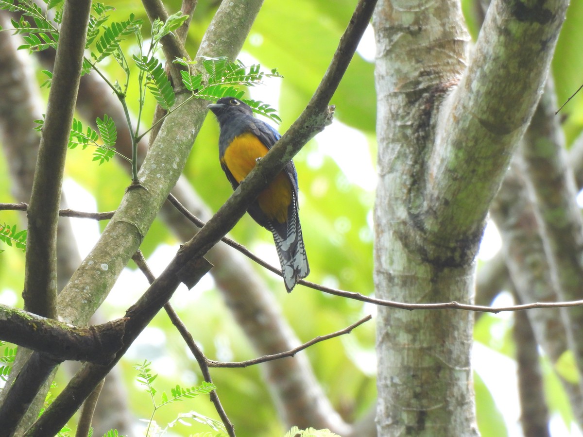 Amazonian Violaceous Trogon - ML644126618