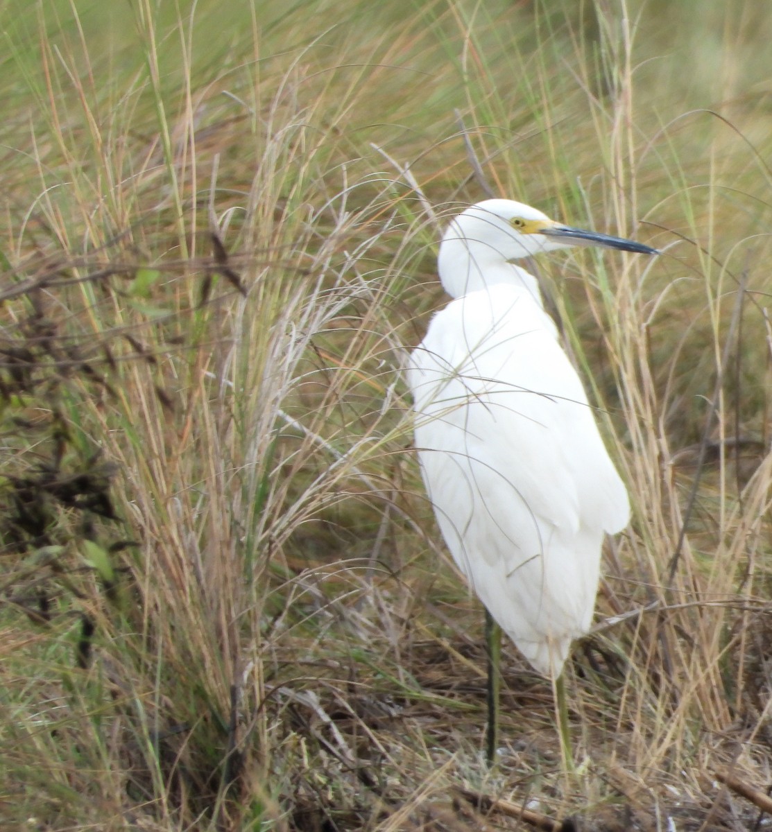 Snowy Egret - ML644126621