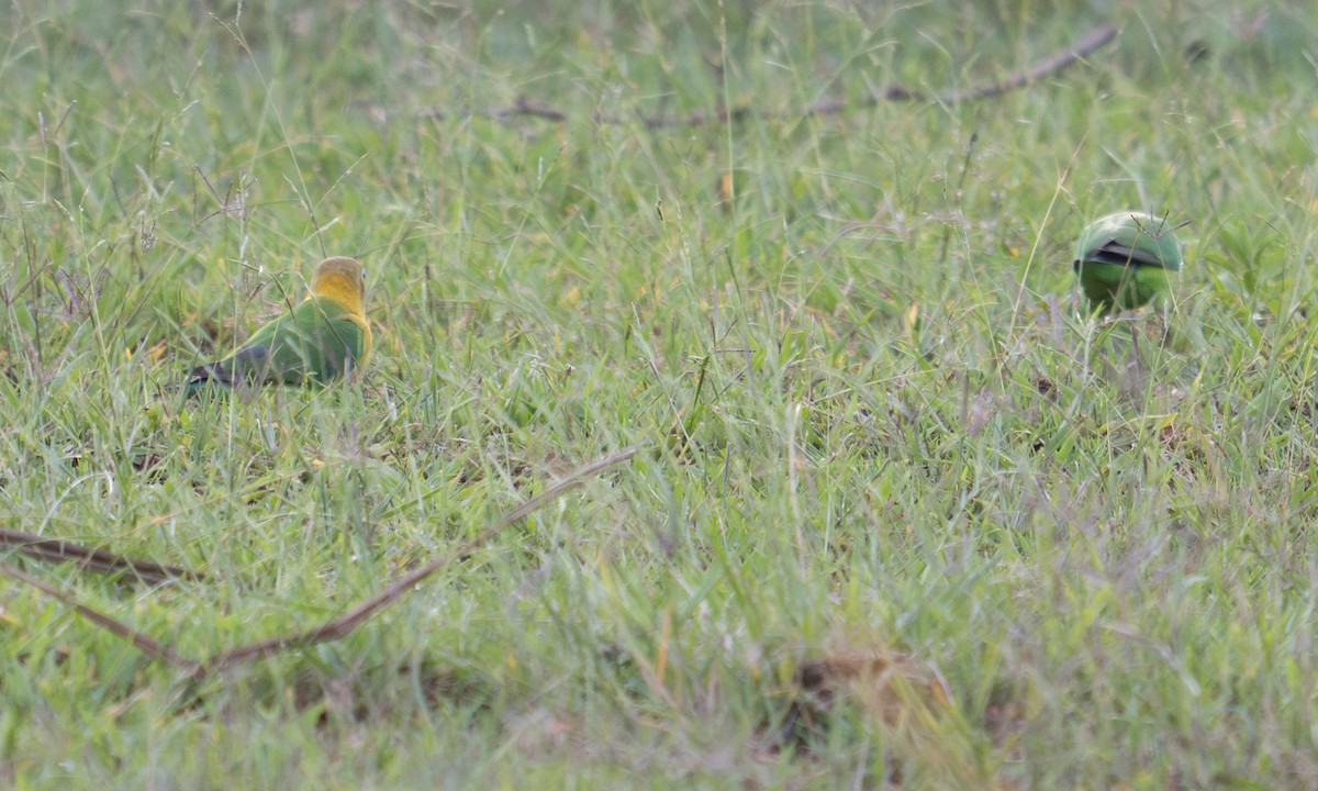 Fischer's x Yellow-collared Lovebird (hybrid) - ML644126631