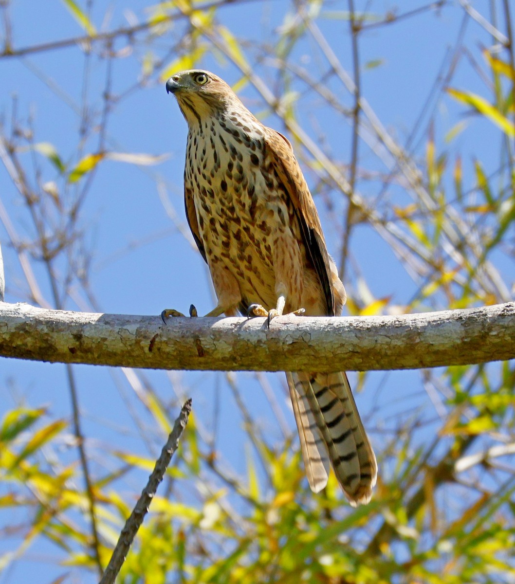 Brown Goshawk - ML644126633