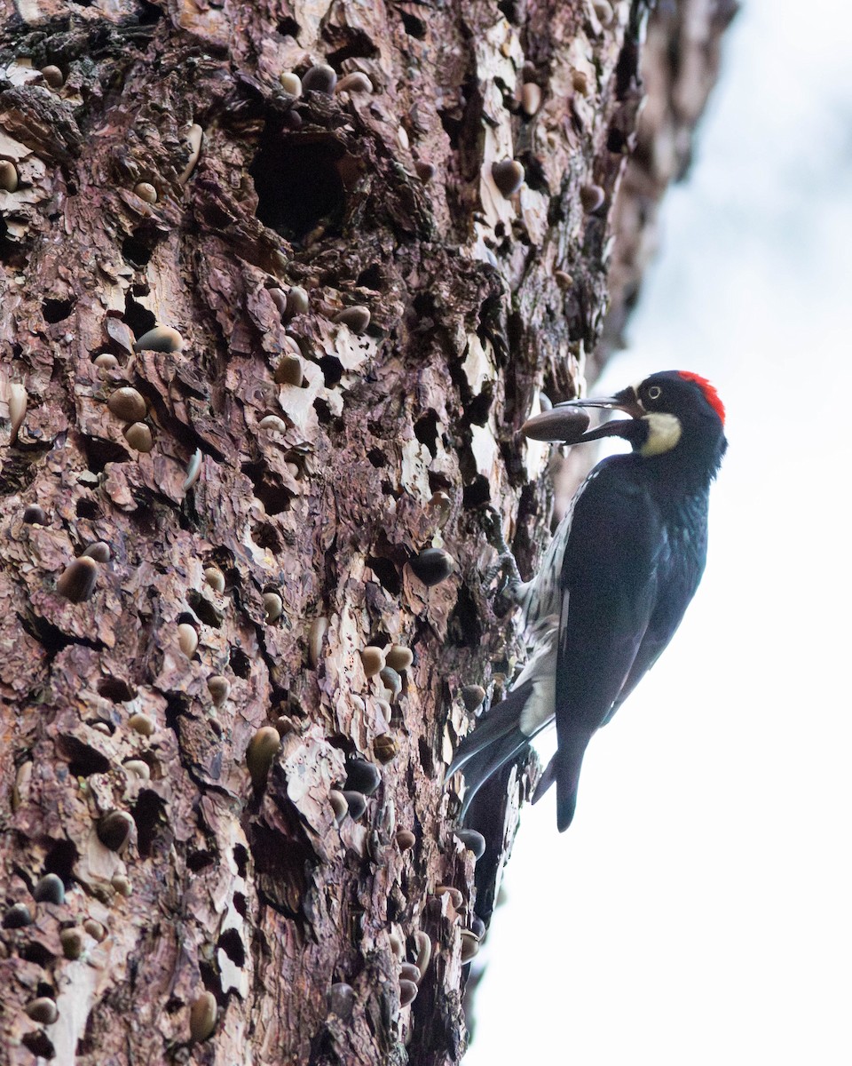 Acorn Woodpecker - ML644126636