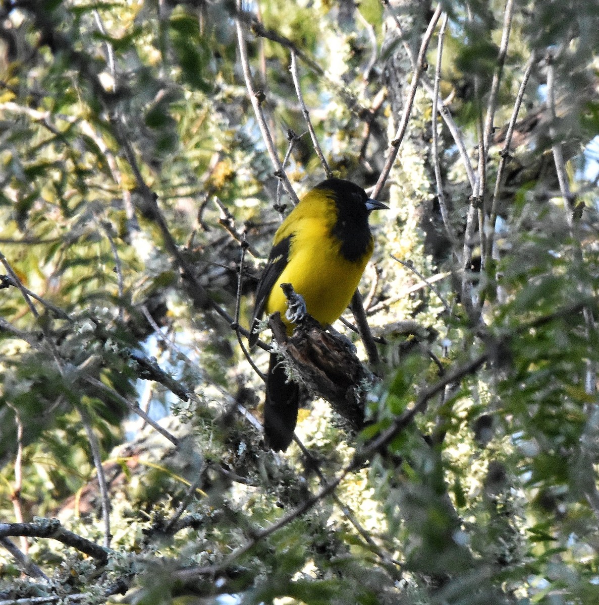 Audubon's Oriole - ML644126638