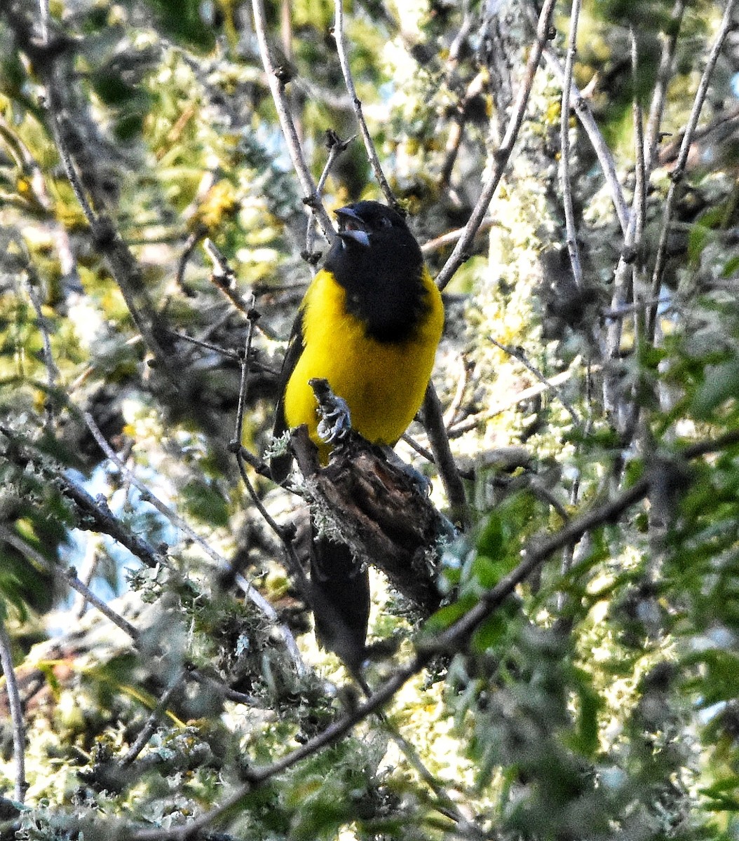 Audubon's Oriole - ML644126644