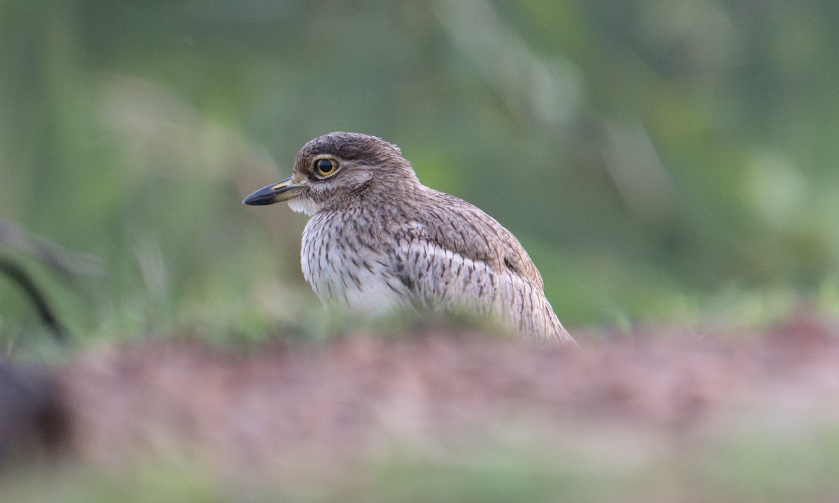 Water Thick-knee - ML644126645