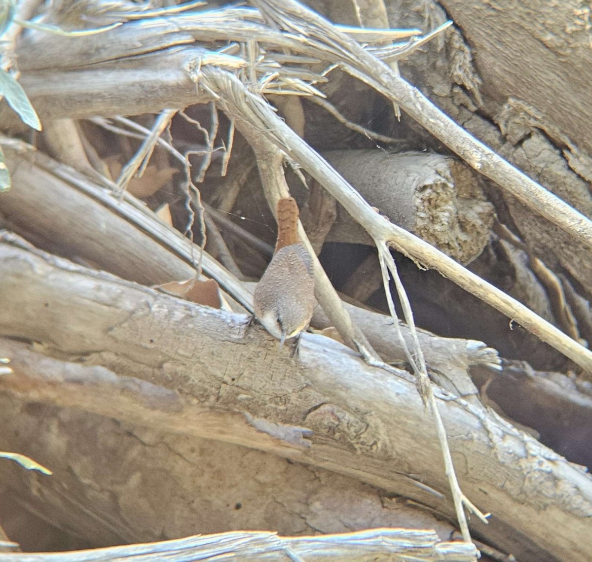 Canyon Wren - ML644126649