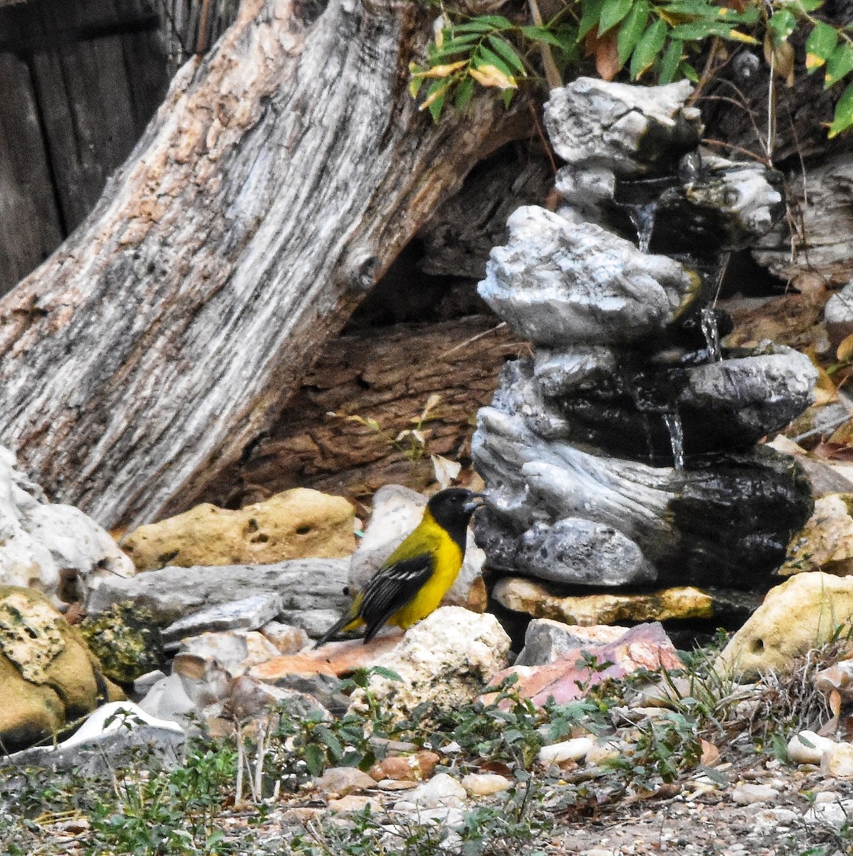 Audubon's Oriole - ML644126650