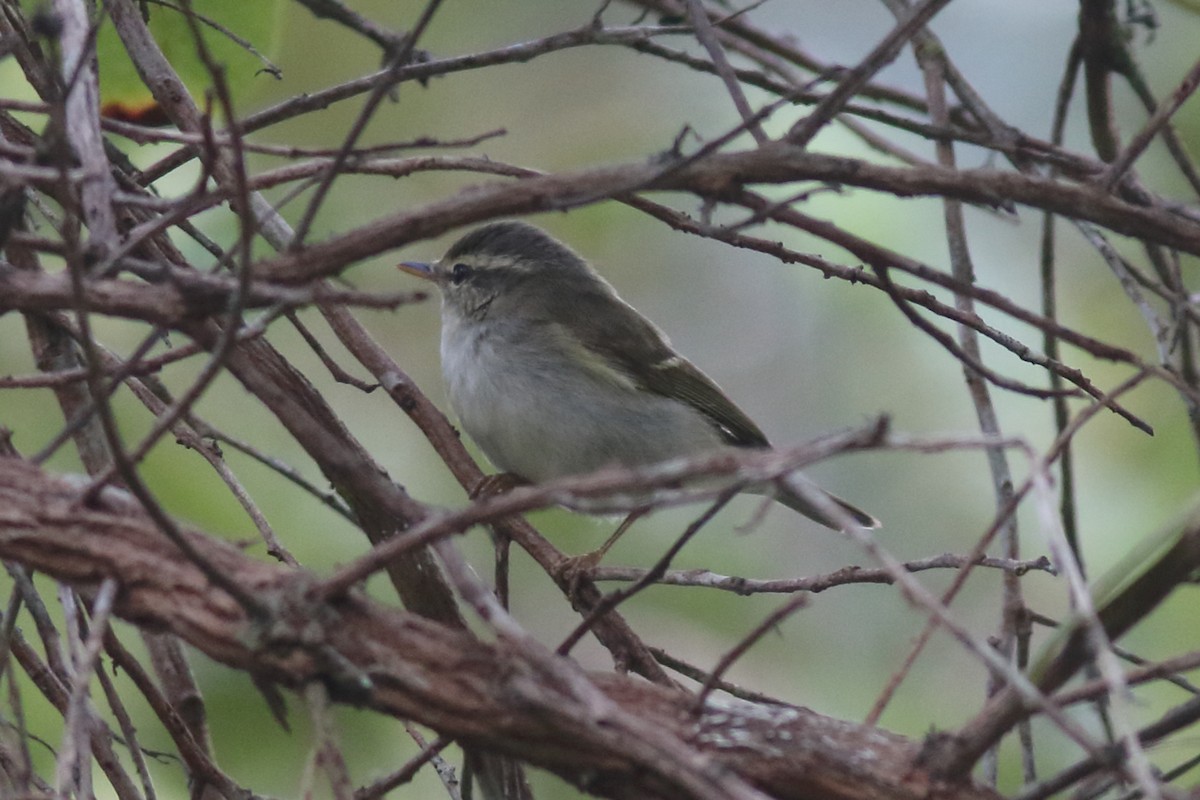 Phylloscopus sp. - ML644126652