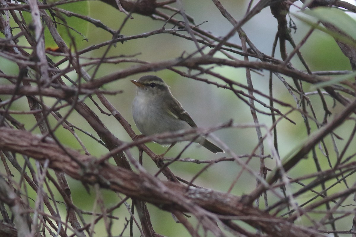 Phylloscopus sp. - ML644126653
