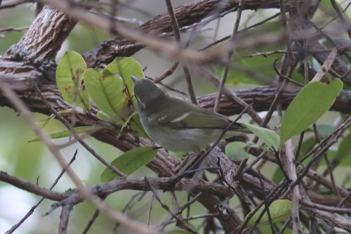 Phylloscopus sp. - ML644126654