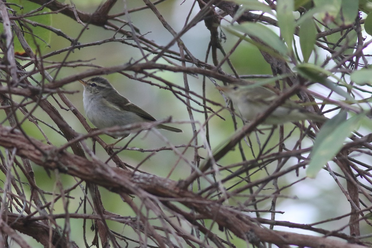 Phylloscopus sp. - ML644126655