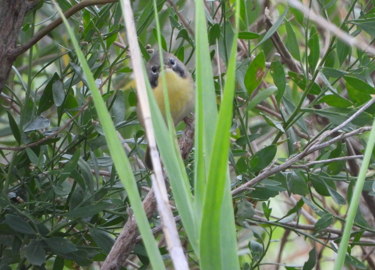 Common Yellowthroat - ML644126657