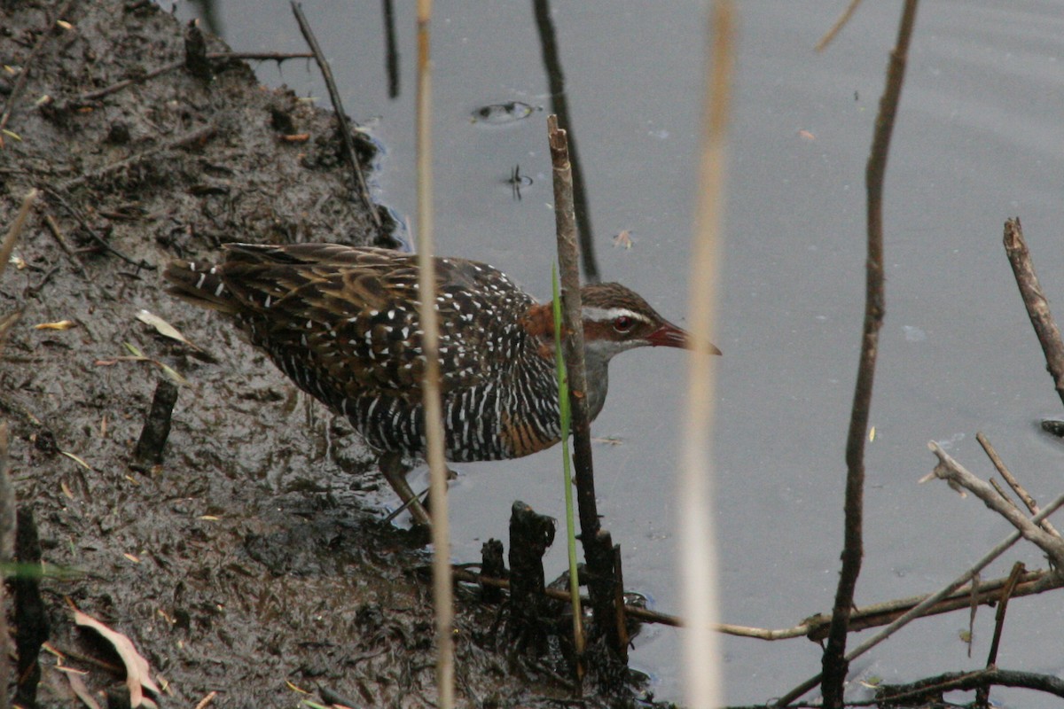 Buff-banded Rail - ML644126659