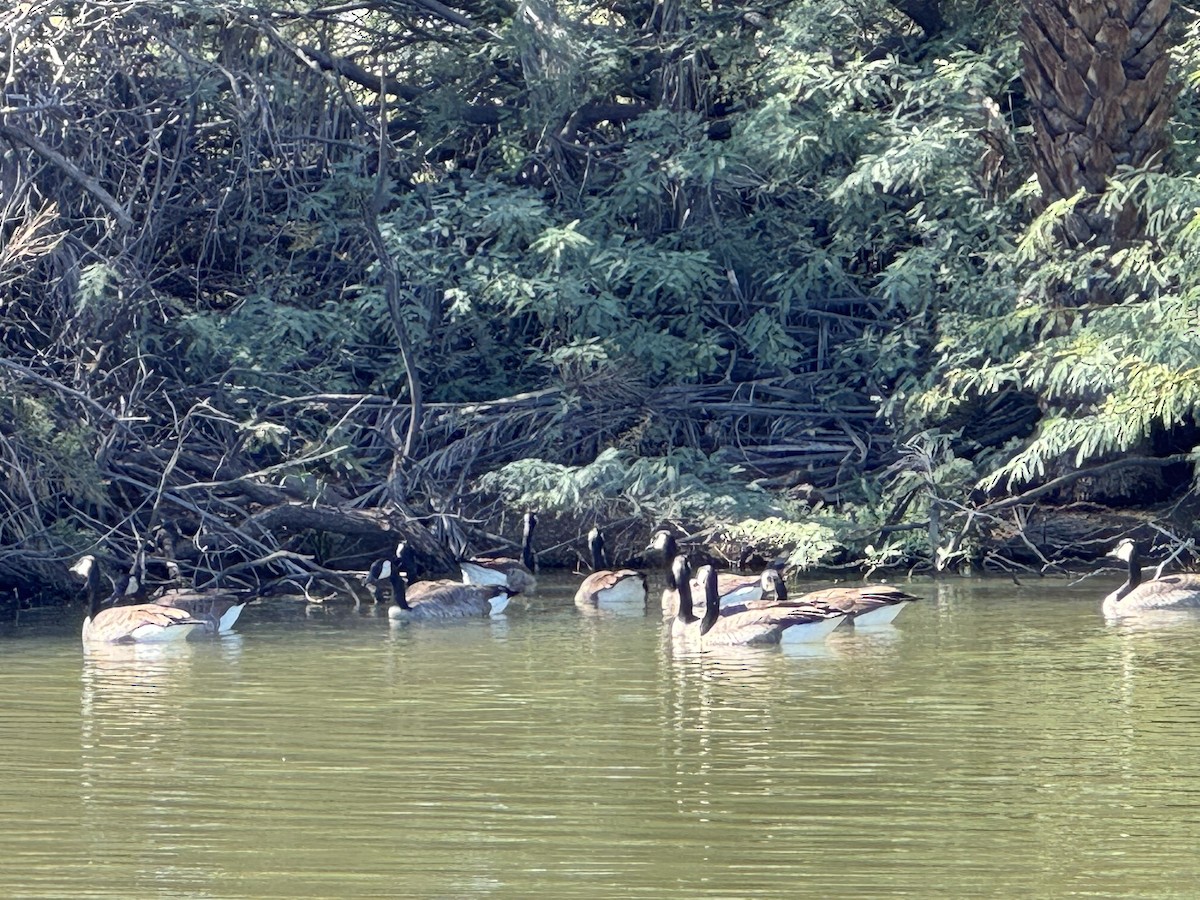 Canada Goose - ML644126661
