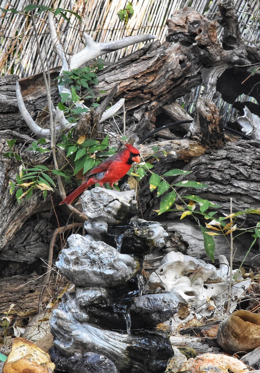 Northern Cardinal - ML644126662