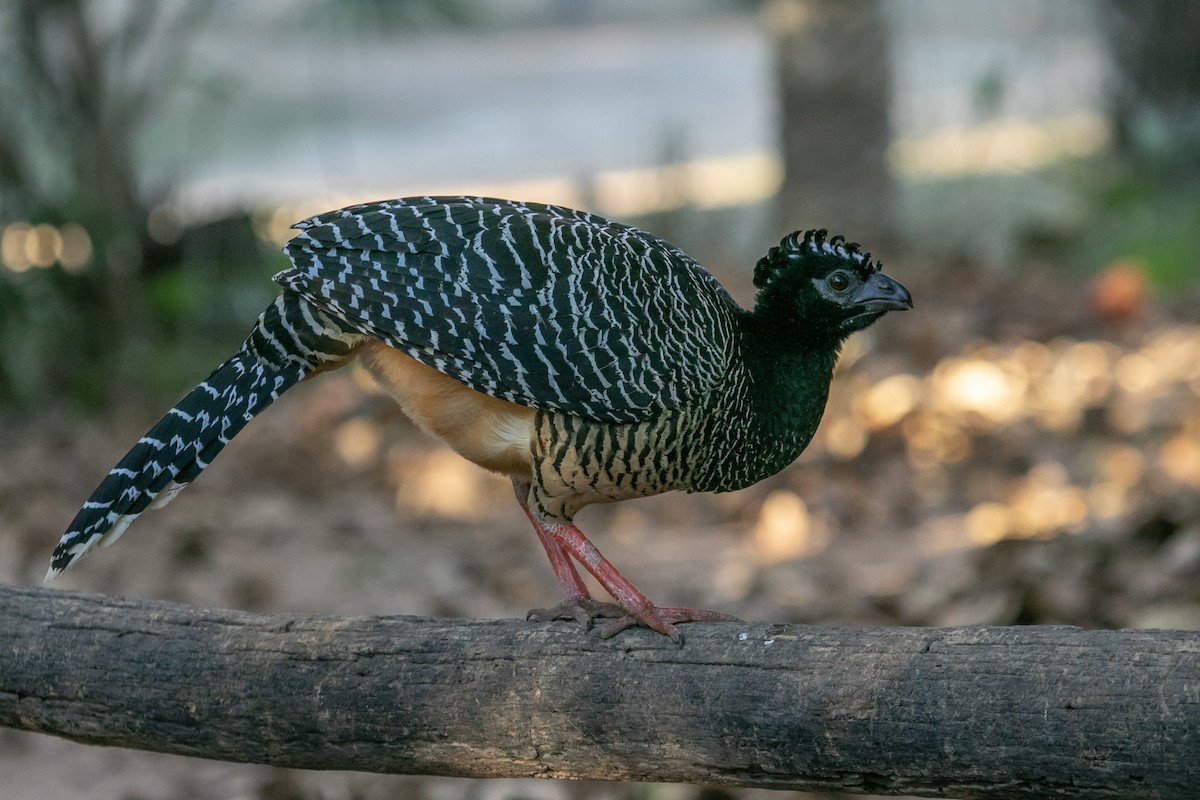 Bare-faced Curassow (Bare-faced) - ML644126666