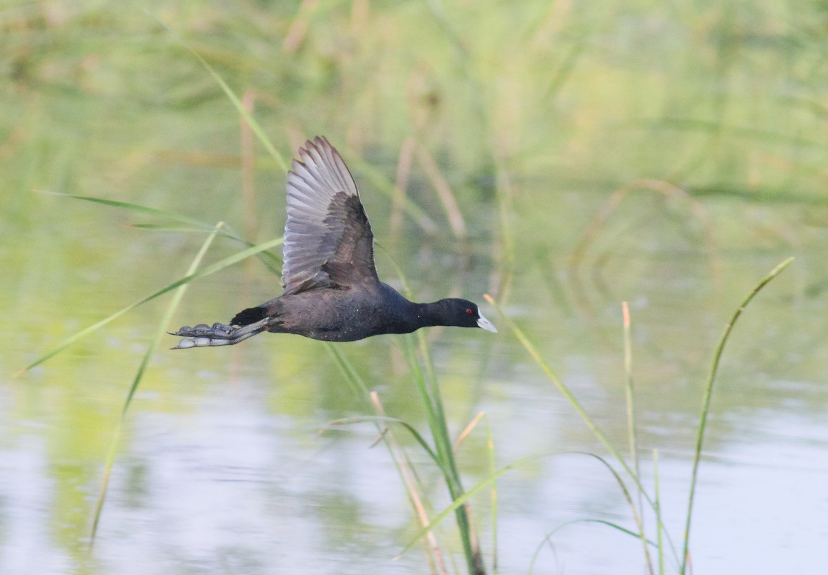 Eurasian Coot - ML644126667