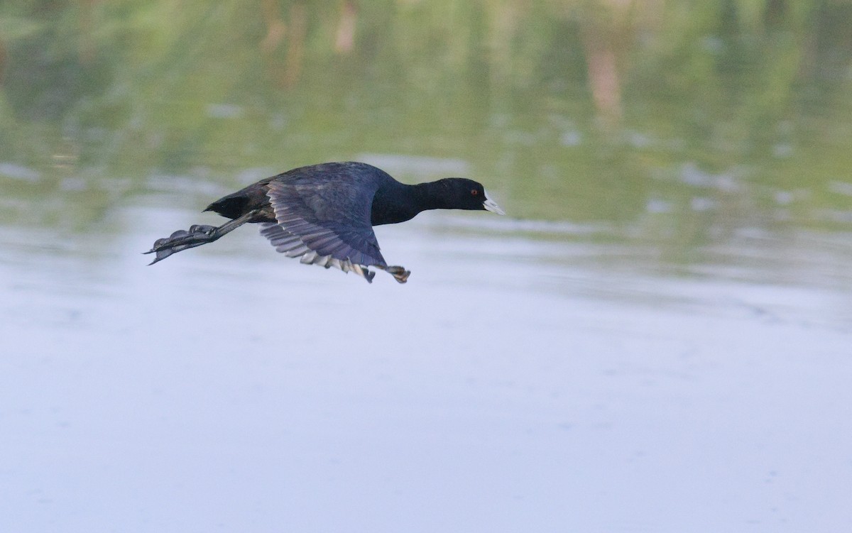 Eurasian Coot - ML644126668
