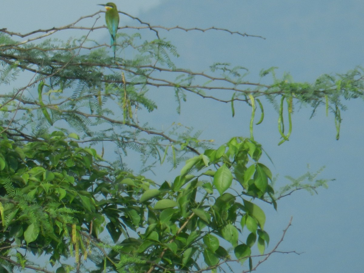Blue-tailed Bee-eater - ML644126669