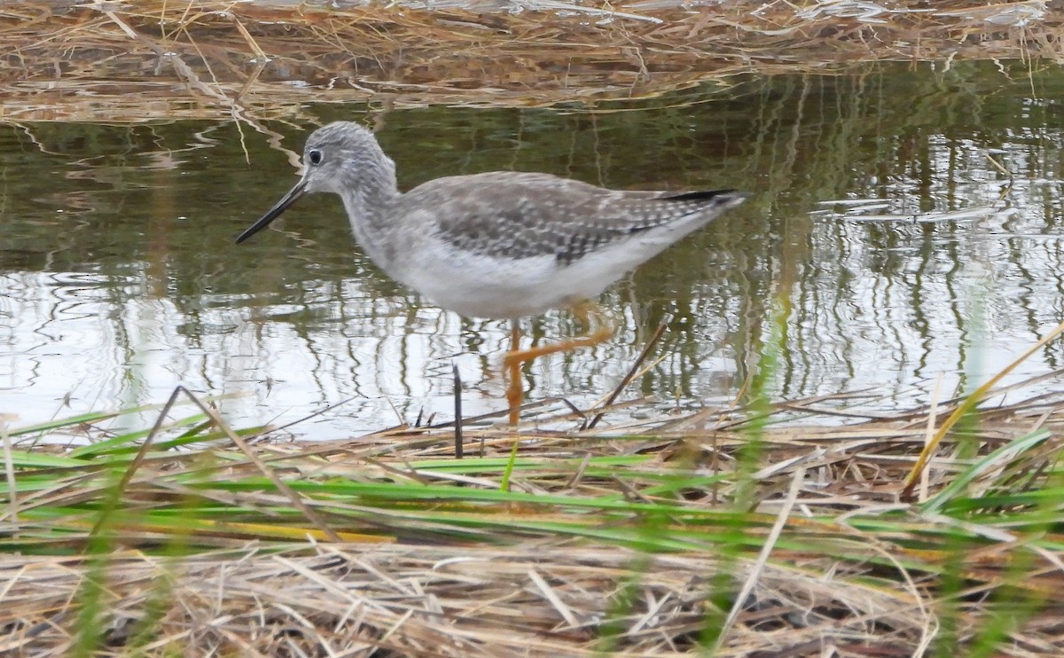 Greater Yellowlegs - ML644126672