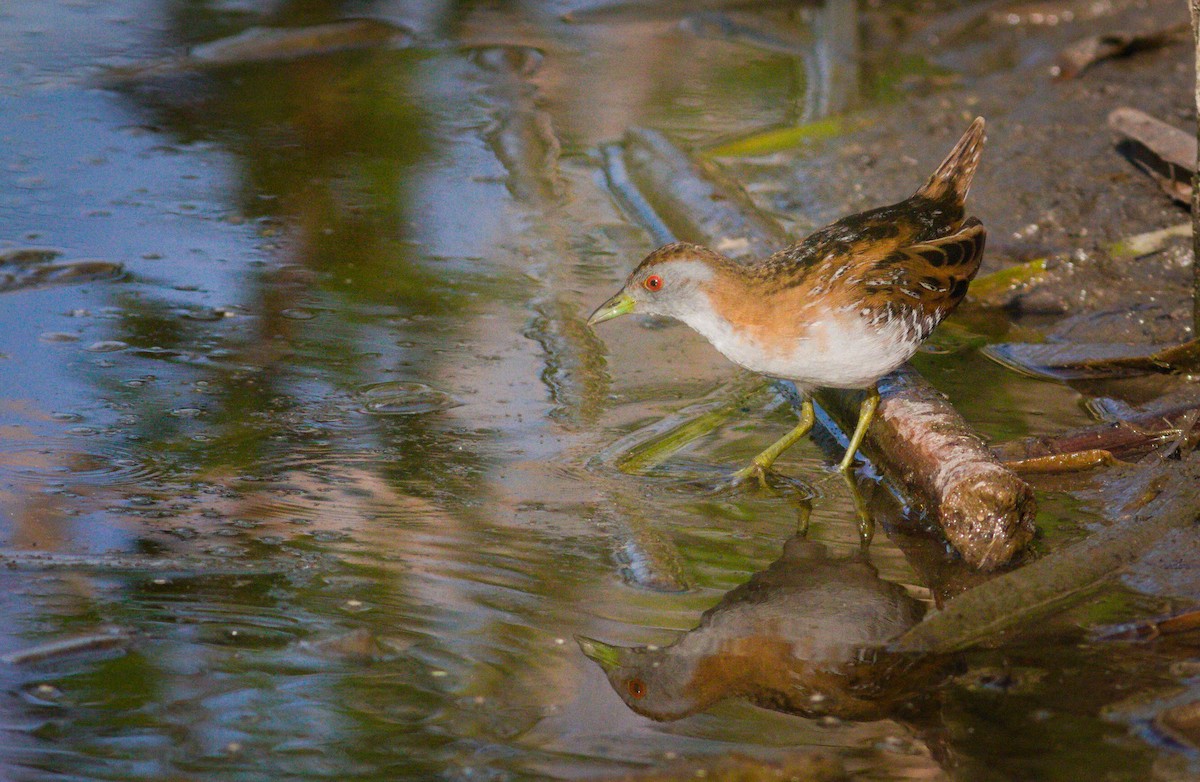 Baillon's Crake - ML644126673