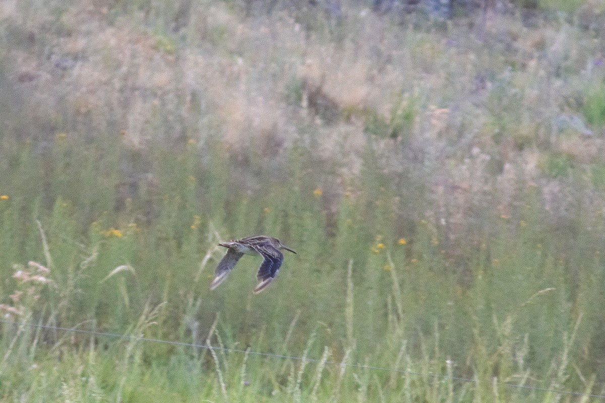 Latham's Snipe - ML644126674