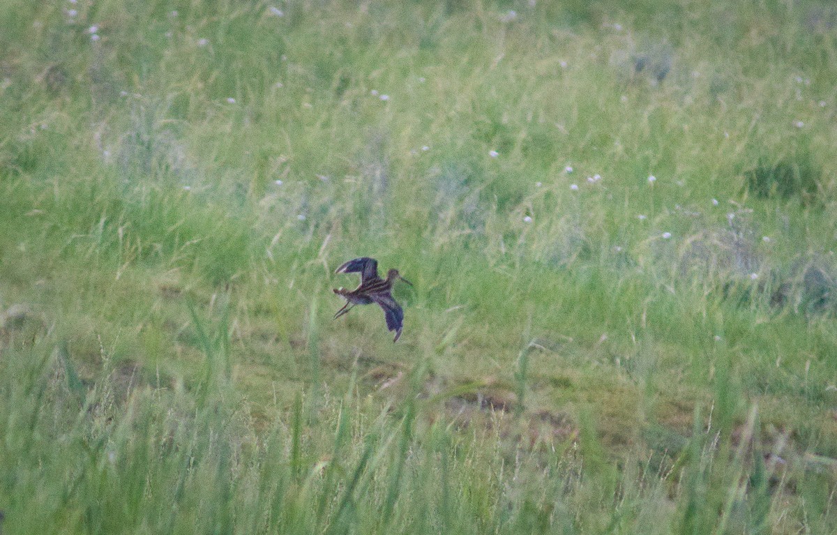 Latham's Snipe - ML644126675