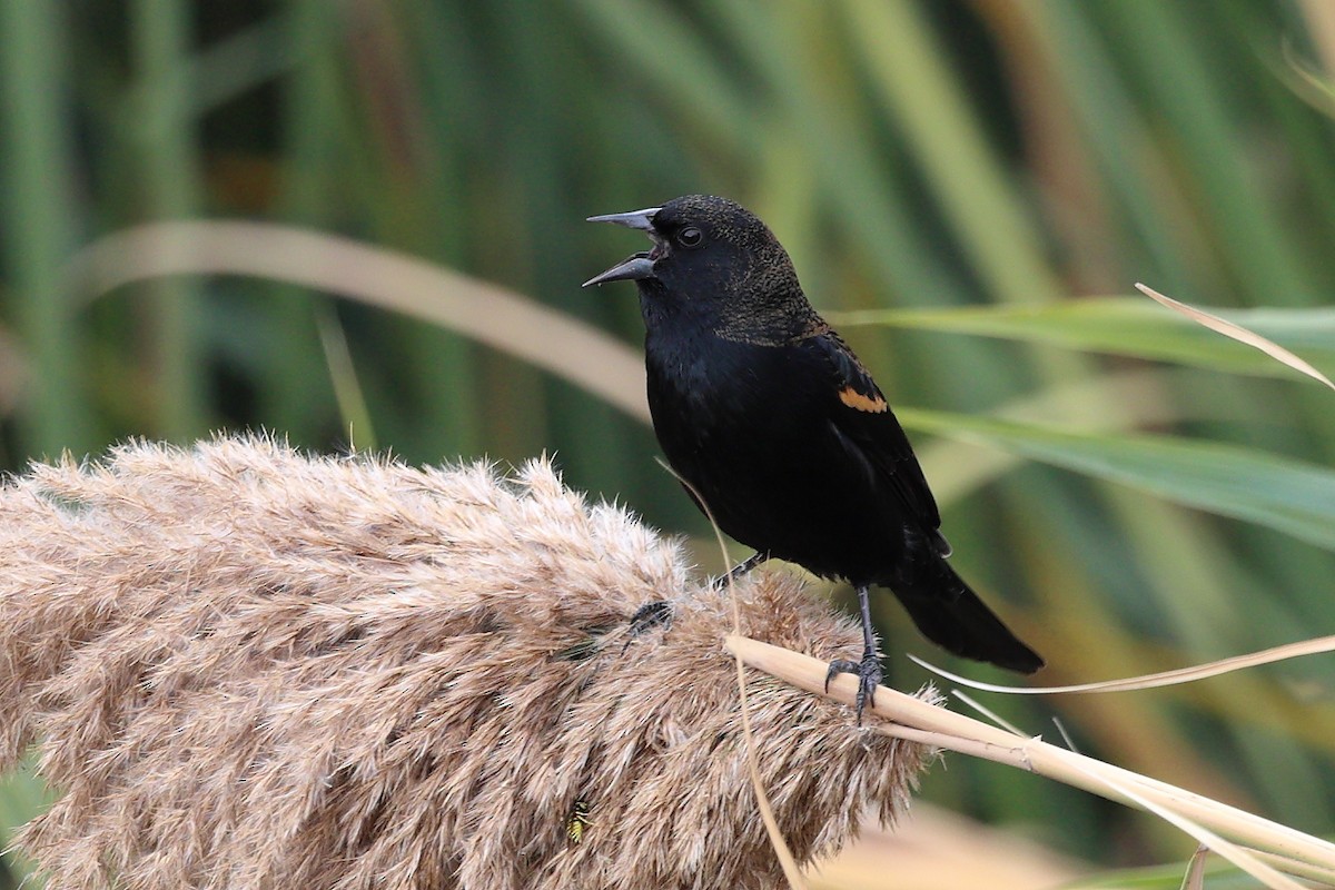 Red-winged Blackbird (Red-winged) - ML644126678