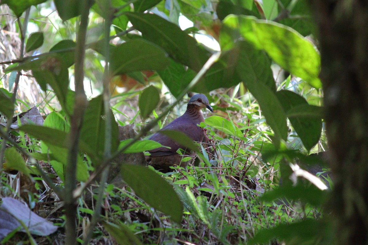 Chiriqui Quail-Dove - ML644126684