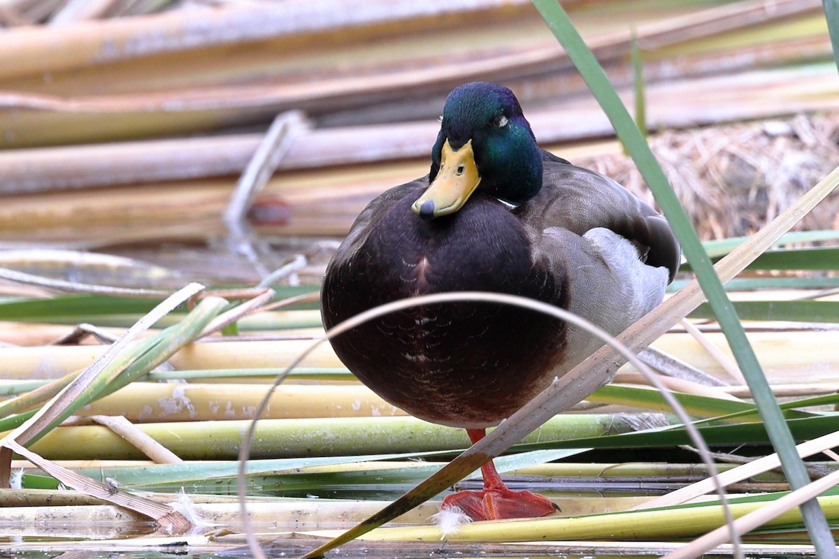 Mallard - ML644126685