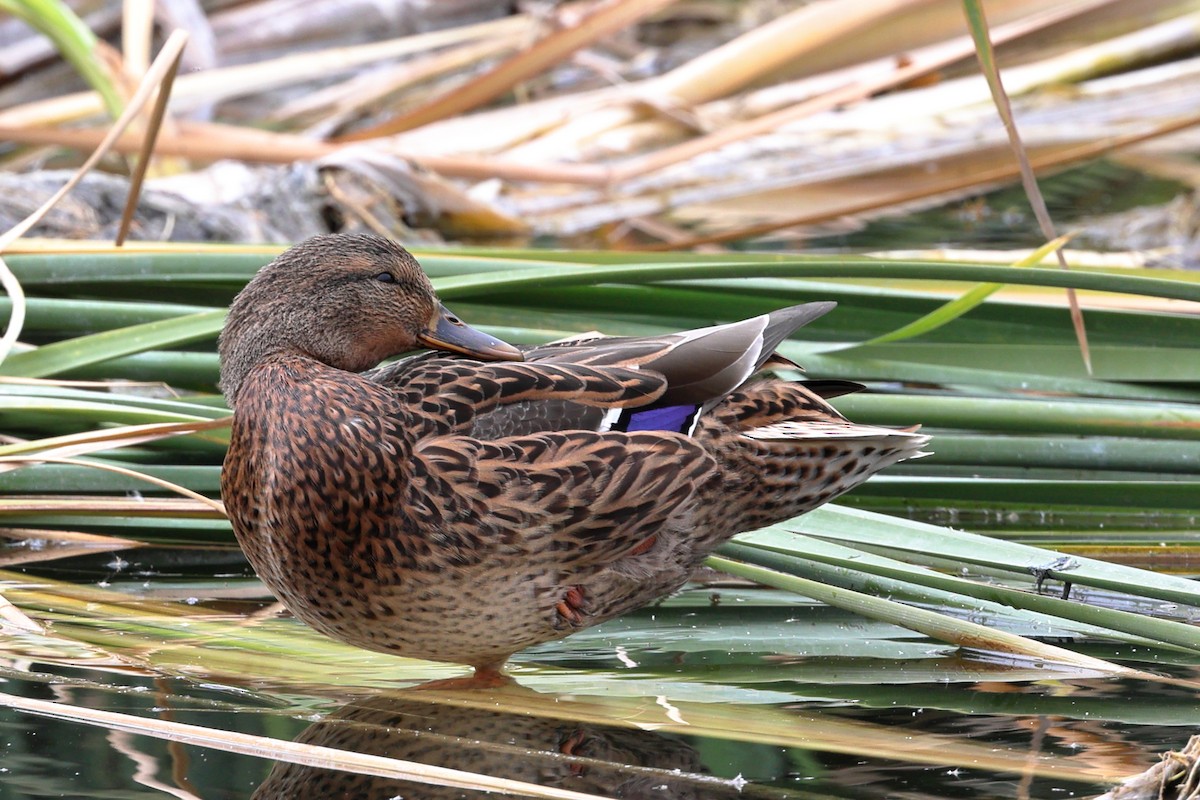 Mallard - ML644126686