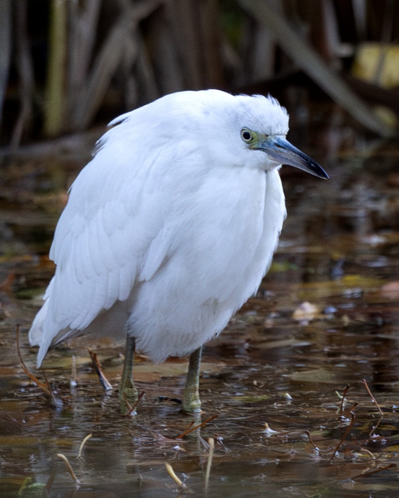 Little Blue Heron - ML644126687
