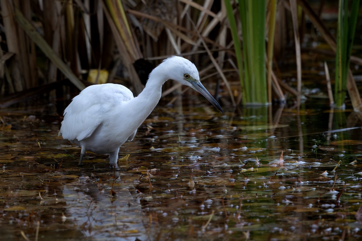 Little Blue Heron - ML644126688