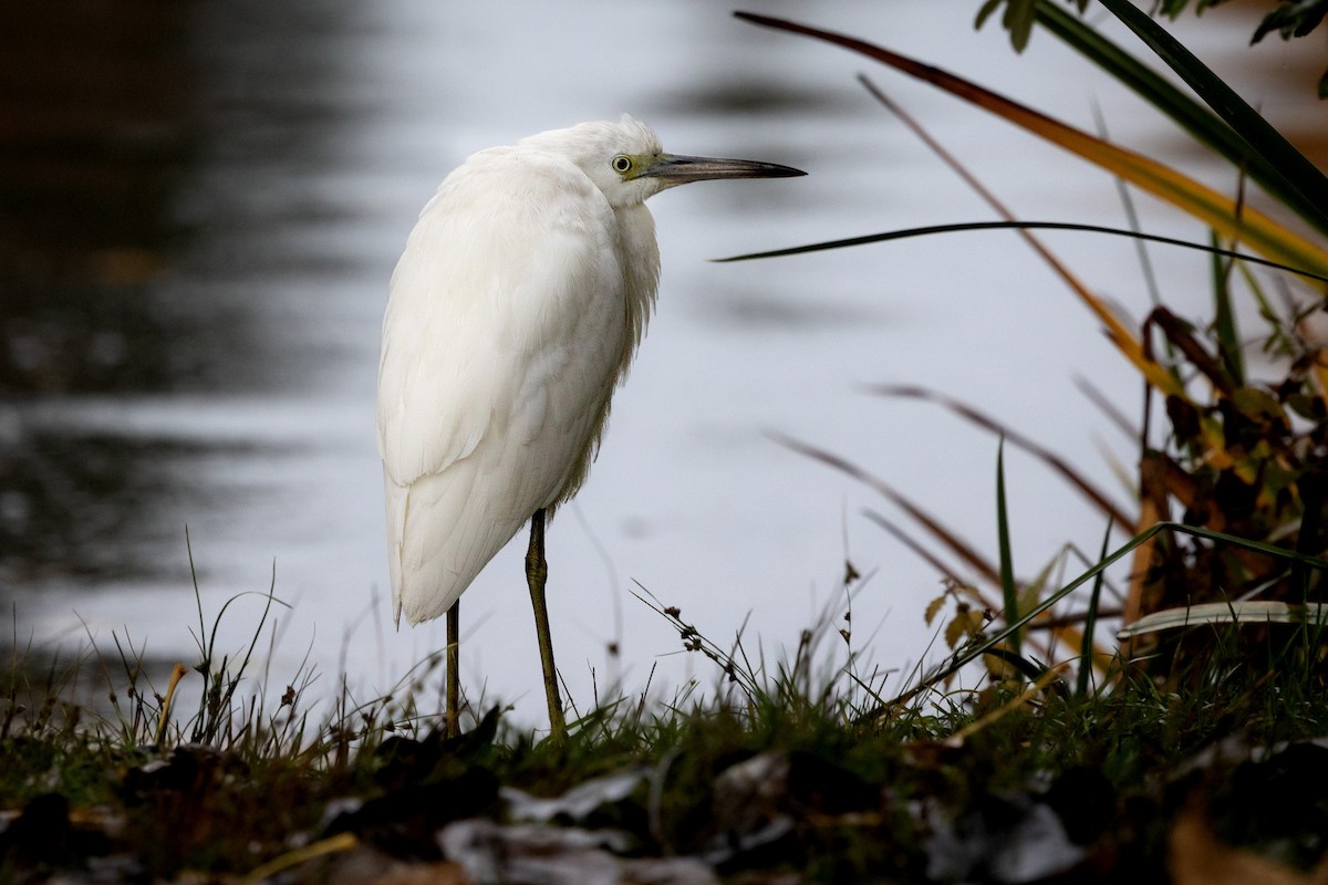 Little Blue Heron - ML644126689