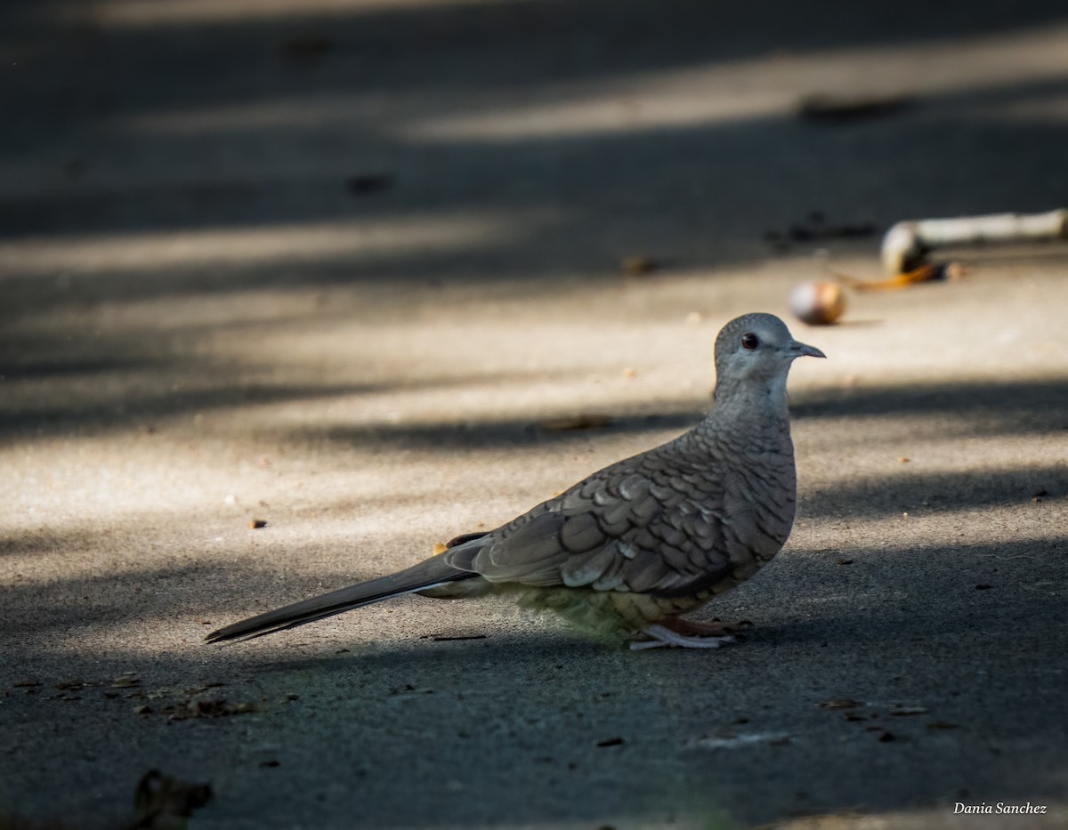 Inca Dove - ML644126690