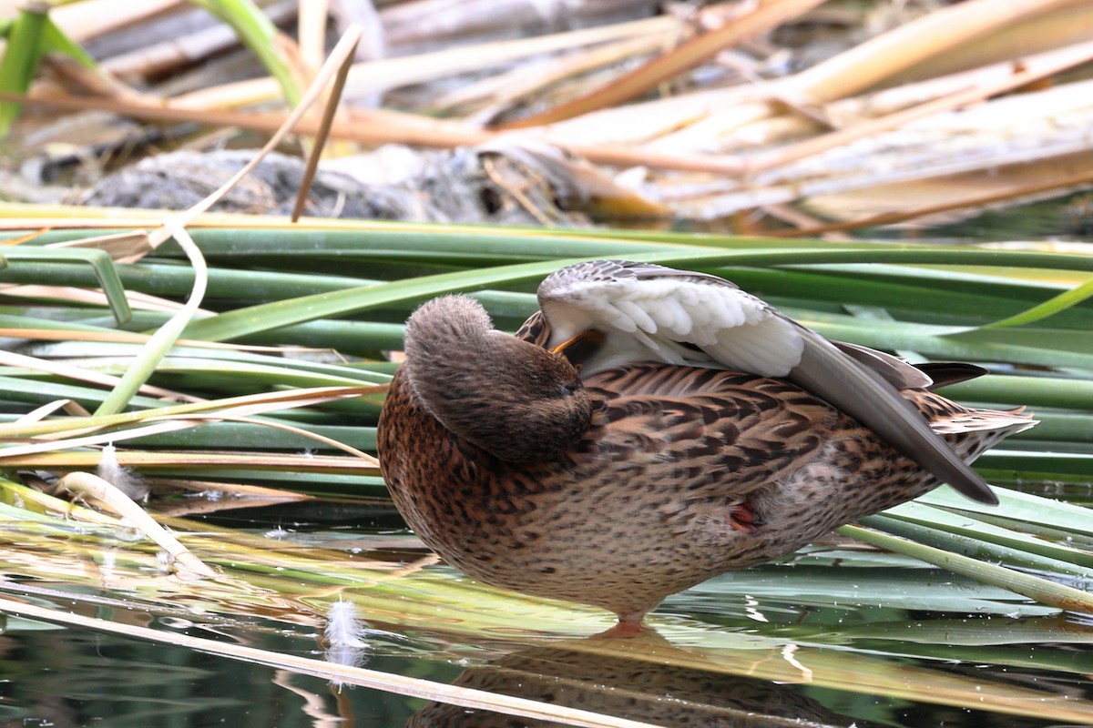 Mallard - ML644126691