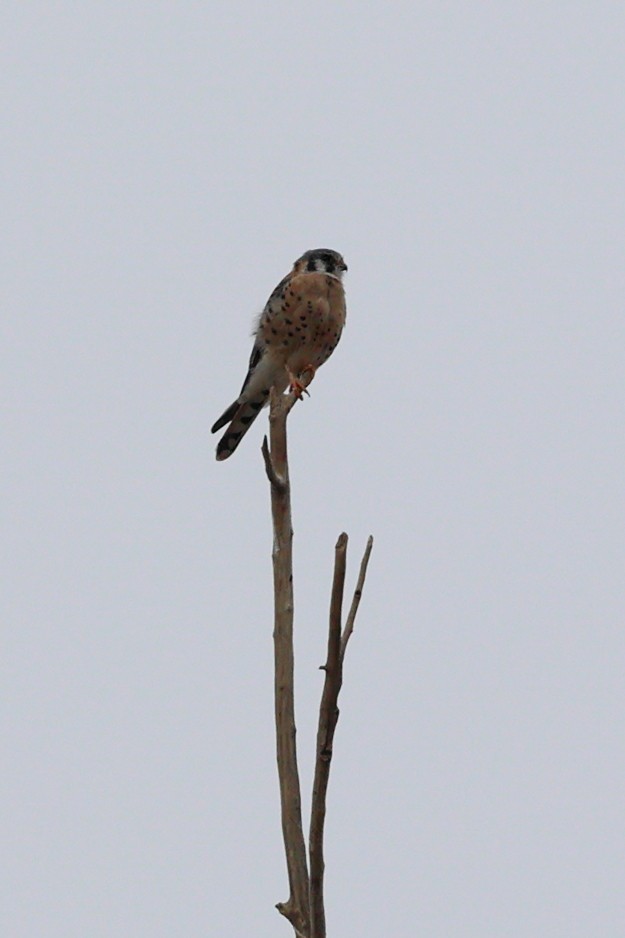 American Kestrel - ML644126693