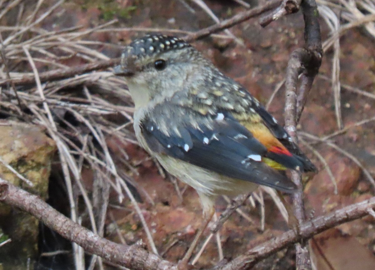 Spotted Pardalote (Spotted) - ML644126694