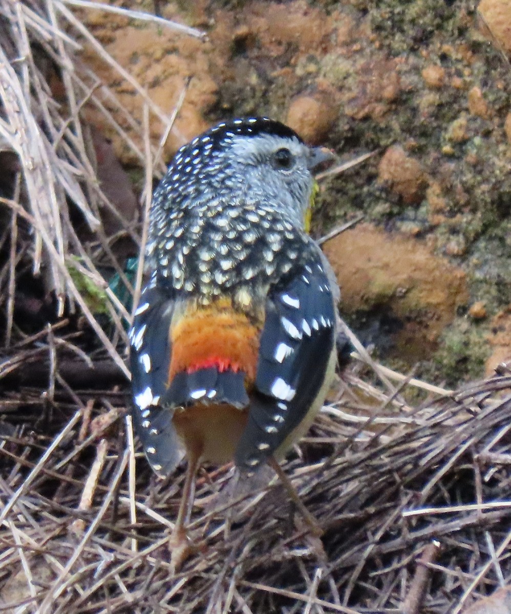 Spotted Pardalote (Spotted) - ML644126695
