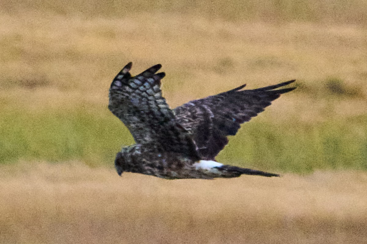 Northern Harrier - ML644126696