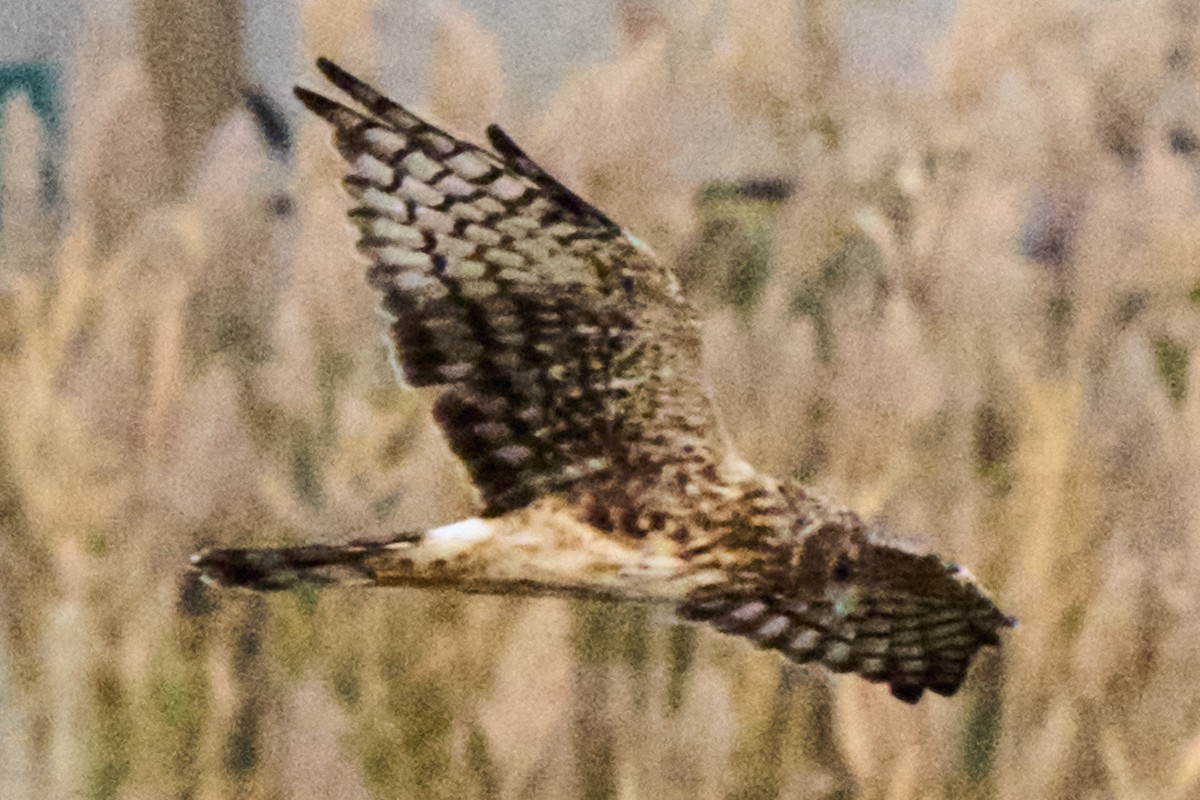 Northern Harrier - ML644126697