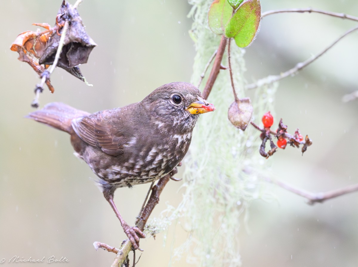 Fox Sparrow - ML644126698
