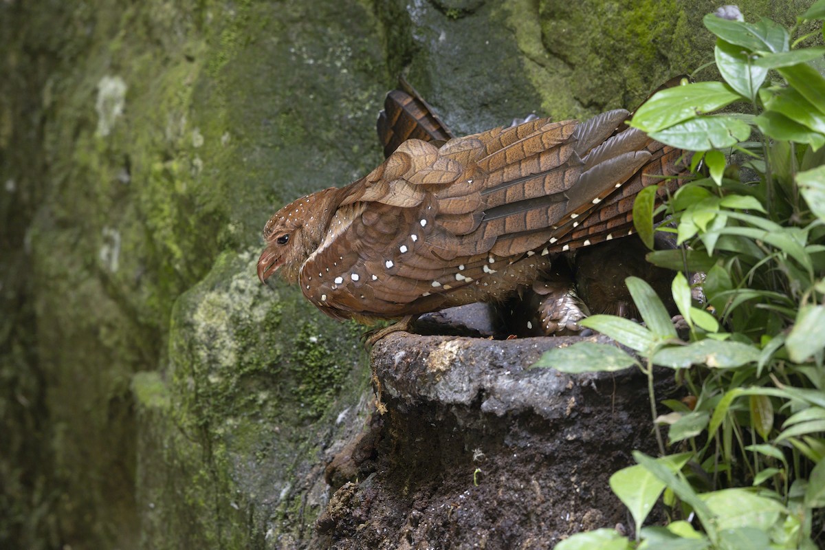 fettfugl - ML644126702