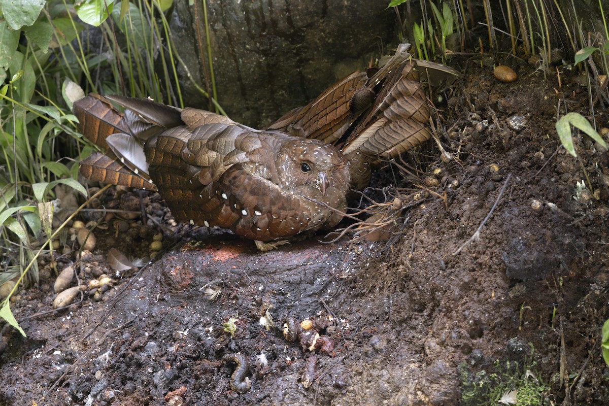 fettfugl - ML644126703