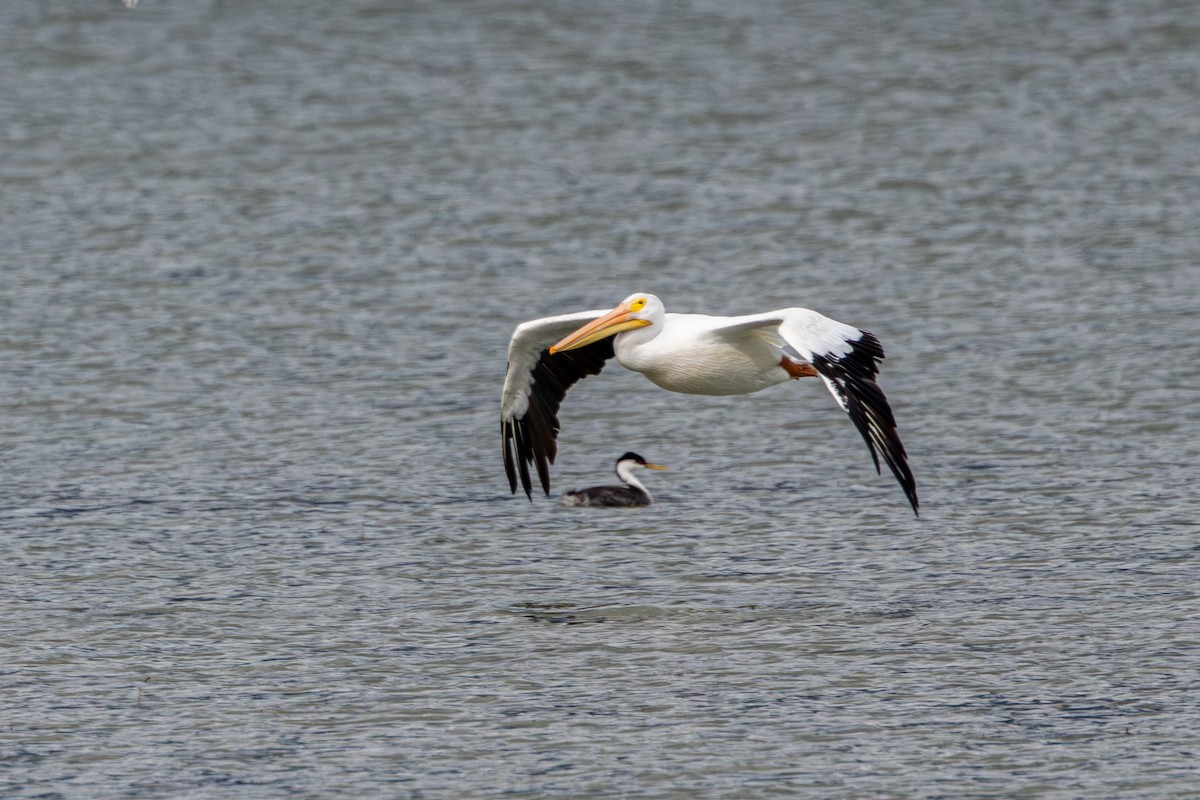 American White Pelican - ML644126706
