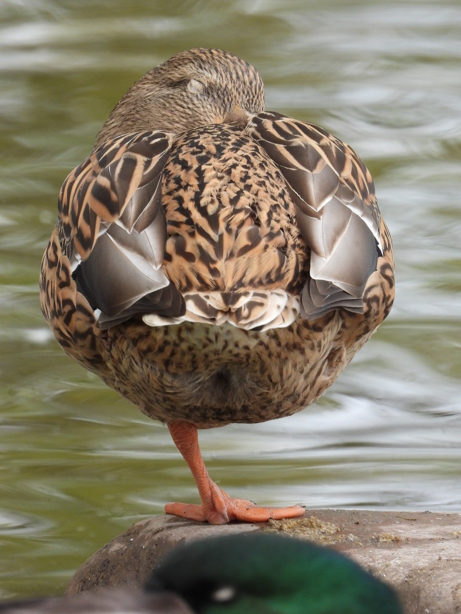 Mallard - ML644126707