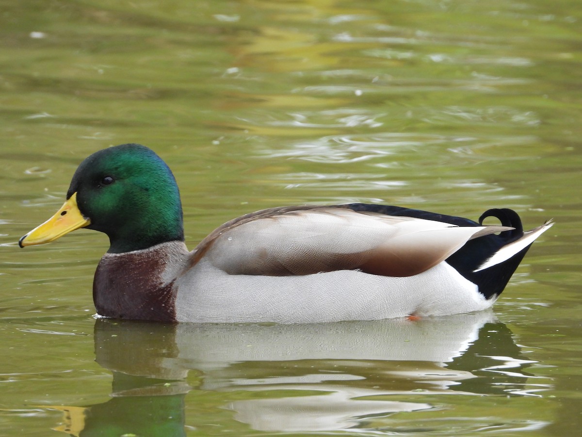 Mallard - ML644126708