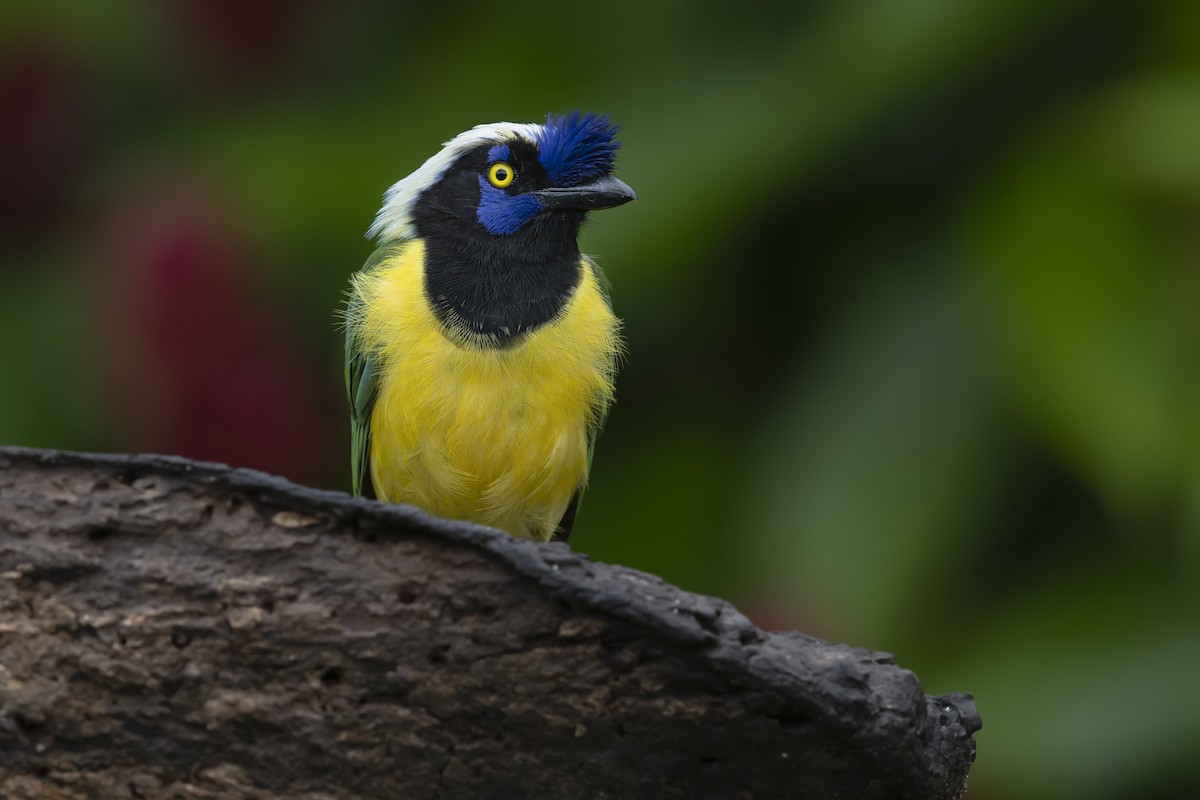 Green Jay - ML644126711