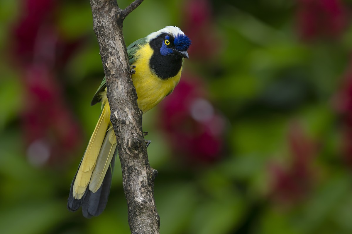 Green Jay - ML644126712