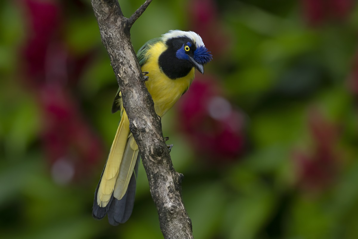 Green Jay - ML644126713