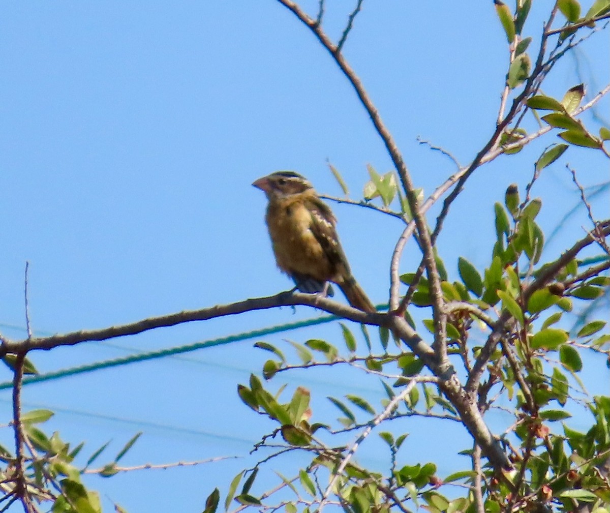 Black-headed Grosbeak - ML644126717